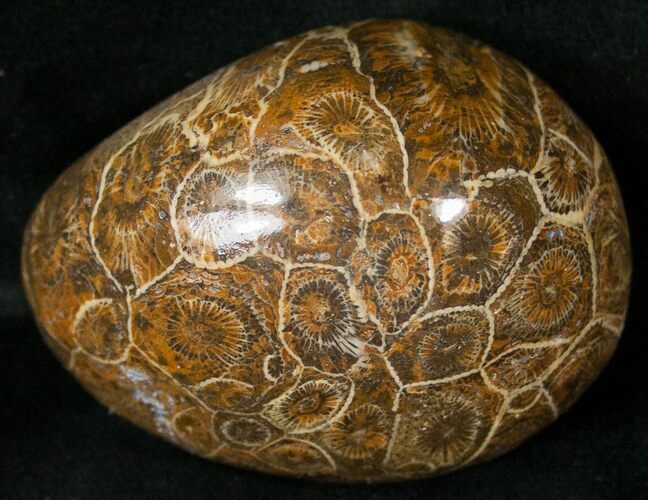 Polished Fossil Coral Head - Morocco #16385